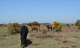 Nearby, New Forest ponies still roam free along with cattle and deer. - Thumbnail Image