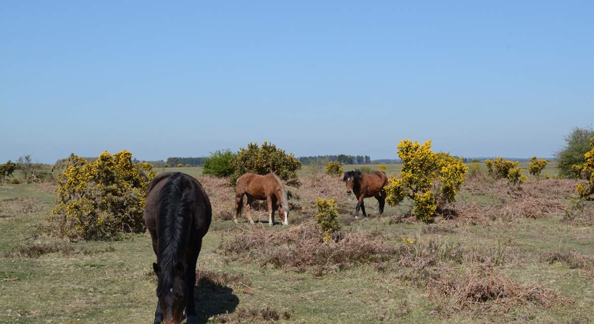 Nearby, New Forest ponies still roam free along with cattle and deer.