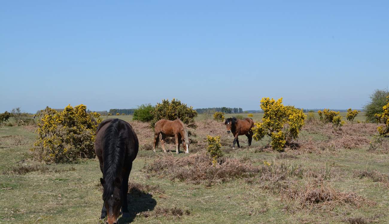 Nearby, New Forest ponies still roam free along with cattle and deer.
