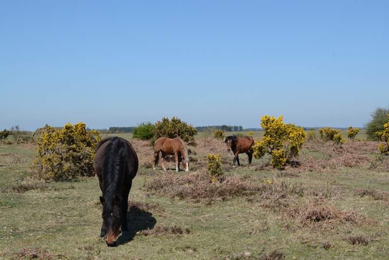Nearby, New Forest ponies still roam free along with cattle and deer.
