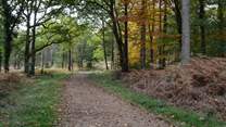 The New Forest looks fabulous no matter what time of year you visit.