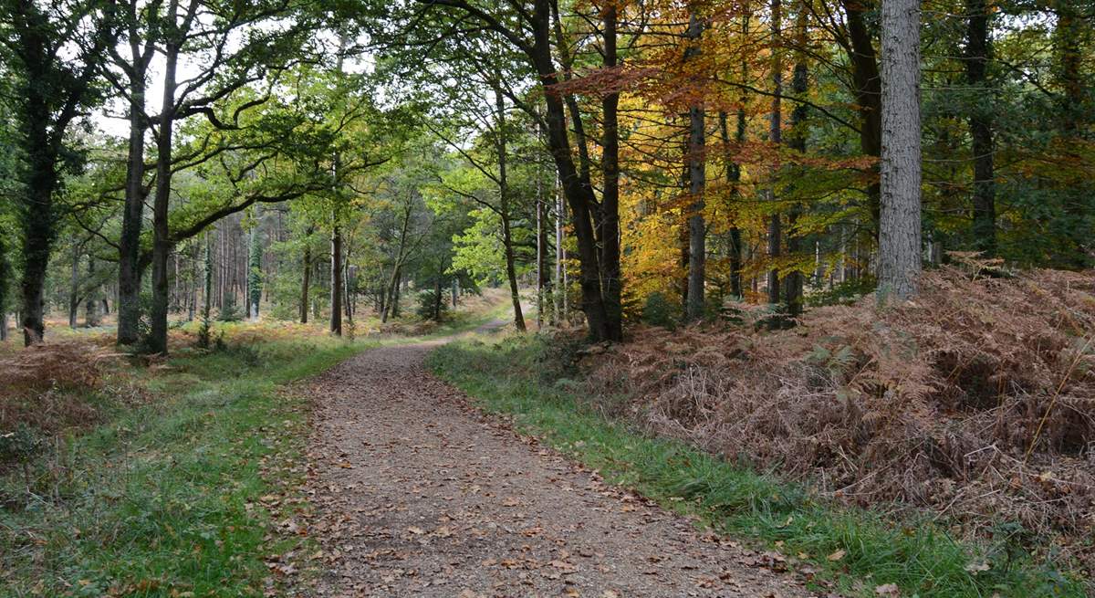 The New Forest looks fabulous no matter what time of year you visit.