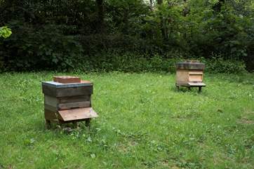 The bees are very busy in this garden. These hives are the other side of Juniper's hedge.