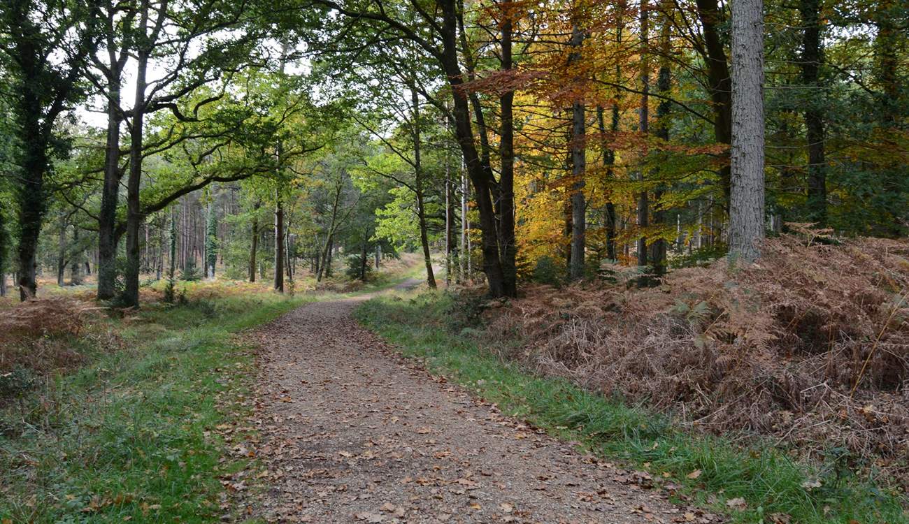 New Forest National Park, just a short drive away, looks wonderful all year round, acres of ancient woodland, and miles of footpaths and cycle tracks invite you to explore.