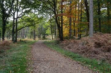 New Forest National Park, just a short drive away, looks wonderful all year round, acres of ancient woodland, and miles of footpaths and cycle tracks invite you to explore.