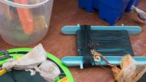 You will find lines for crabbing and lots of buckets and spades for you to use at Sandy Days.