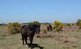 New Forest ponies roam free, along with cattle and pigs. - Thumbnail Image