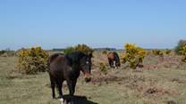 New Forest ponies roam free, along with cattle and pigs.