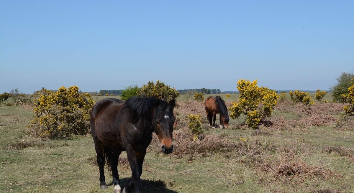 New Forest ponies roam free, along with cattle and pigs.