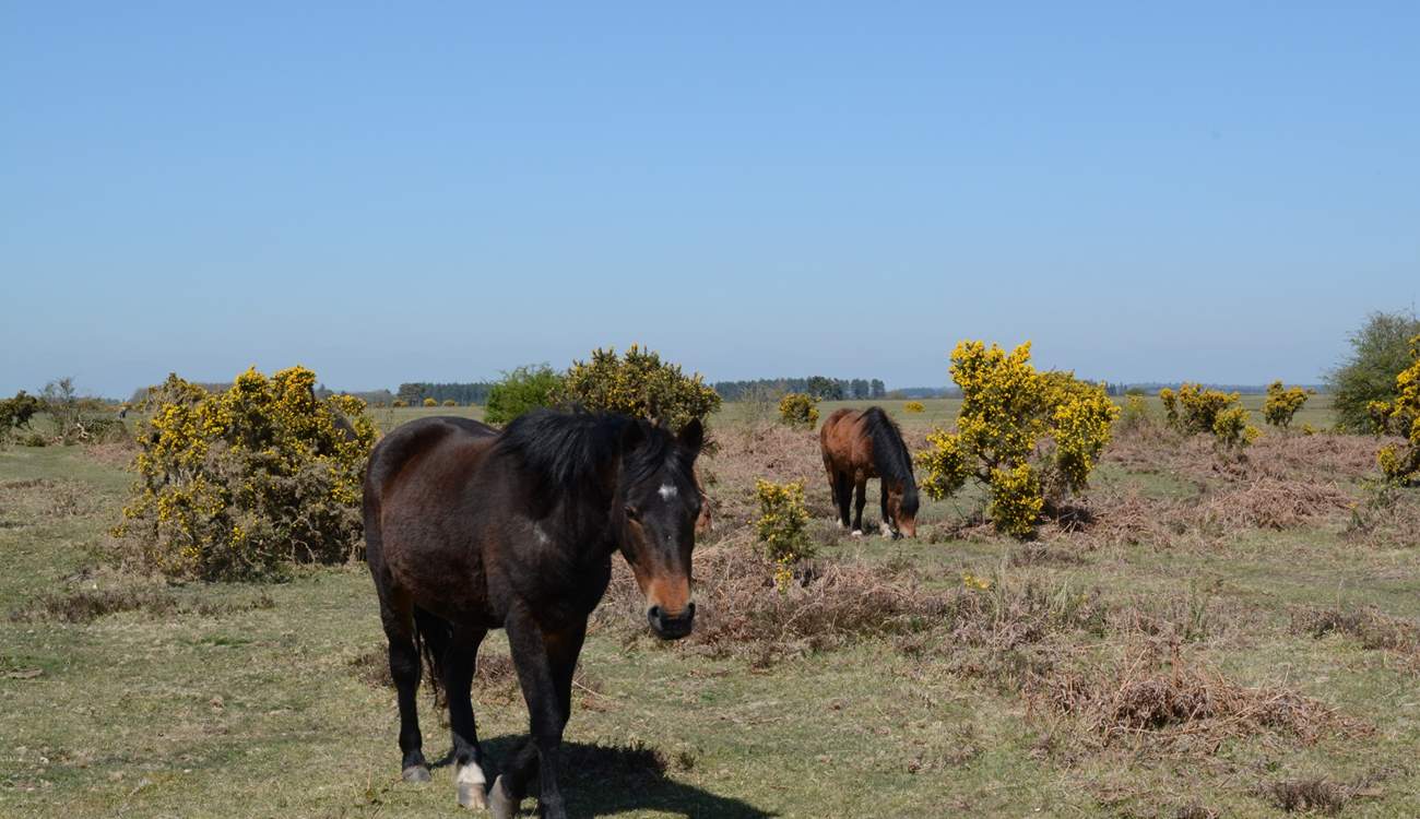 New Forest ponies roam free, along with cattle and pigs.
