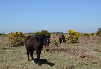 New Forest ponies roam free, along with cattle and pigs.