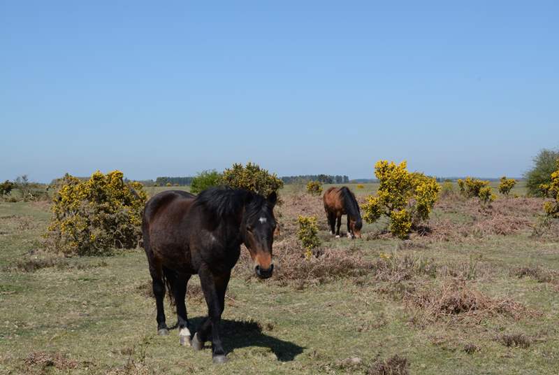 New Forest ponies roam free, along with cattle and pigs.
