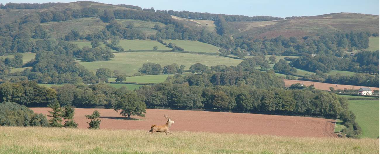 You will see wild deer in their natural habitat - the hills in the background are the setting for Bashford Lodge.