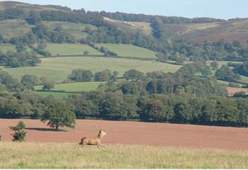 You will see wild deer in their natural habitat - the hills in the background are the setting for Bashford Lodge.