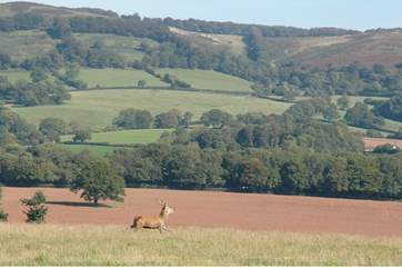 You will see wild deer in their natural habitat - the hills in the background are the setting for Bashford Lodge.