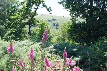 The Quantock Hills Area of Outstanding Natural Beauty, shaded woodland, deep valleys, and wide open moorland with panoramic views.