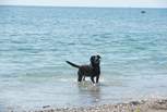 Your four-legged friend will have such a great time on the beach - it's dog-friendly all year long.
