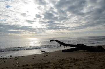 Driftwood on Monmouth beach, 5 minutes from Cobb Cottage, or could it be a Diplodocus?