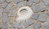 Fossil hunters will really appreciate this beautiful ammonite, evidence of life on earth from millions of years ago. - Thumbnail Image