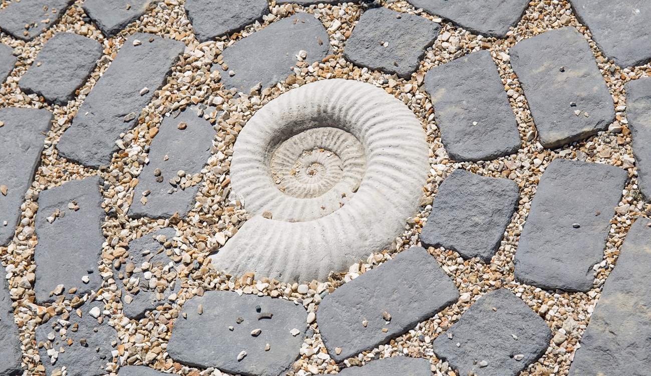 Fossil hunters will really appreciate this beautiful ammonite, evidence of life on earth from millions of years ago.