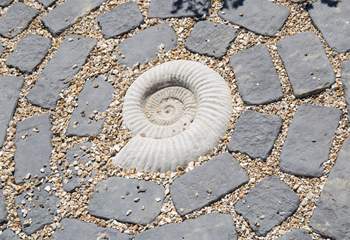 Fossil hunters will really appreciate this beautiful ammonite, evidence of life on earth from millions of years ago.