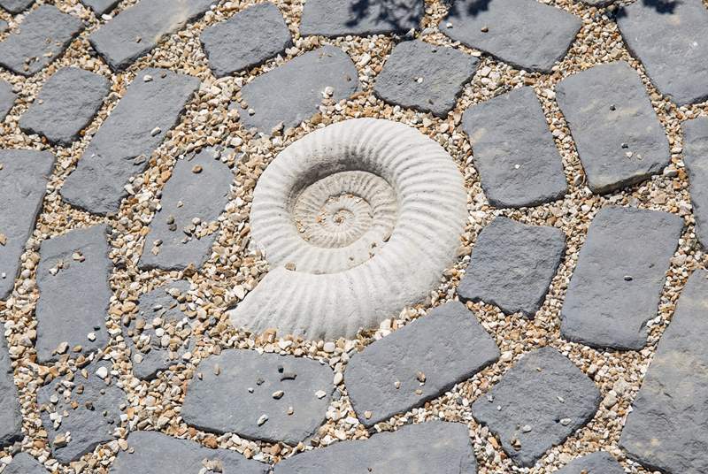 Fossil hunters will really appreciate this beautiful ammonite, evidence of life on earth from millions of years ago.