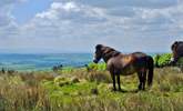 Say hello the the ponies on Exmoor. - Thumbnail Image