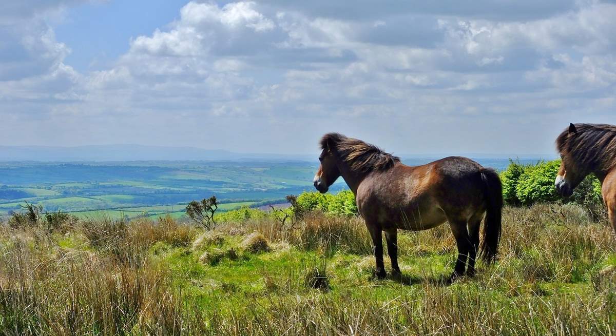 Say hello the the ponies on Exmoor.