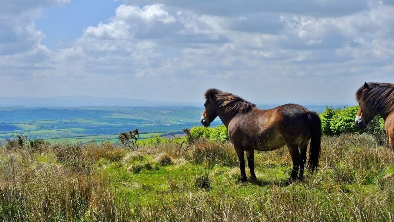 Say hello the the ponies on Exmoor.