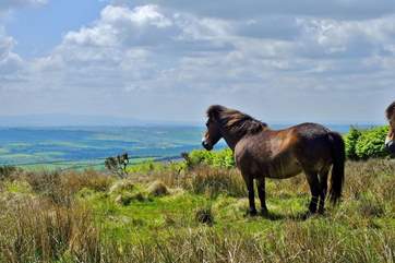Say hello the the ponies on Exmoor.