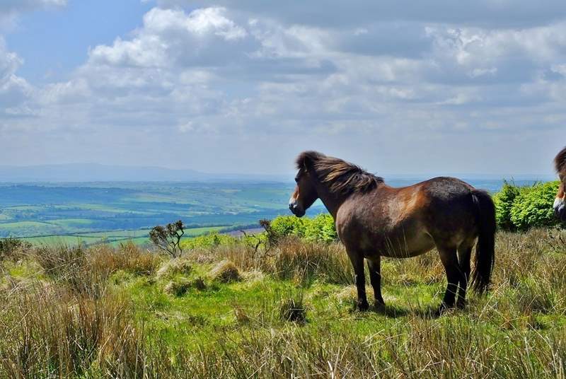 Say hello the the ponies on Exmoor.