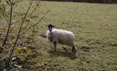 One of your immediate neighbours, please ensure your dog is always on a lead around  livestock. - Thumbnail Image