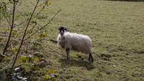 One of your immediate neighbours, please ensure your dog is always on a lead around  livestock.
