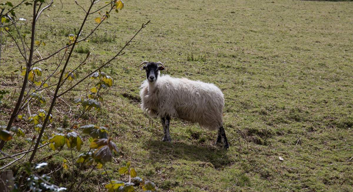 One of your immediate neighbours, please ensure your dog is always on a lead around  livestock.