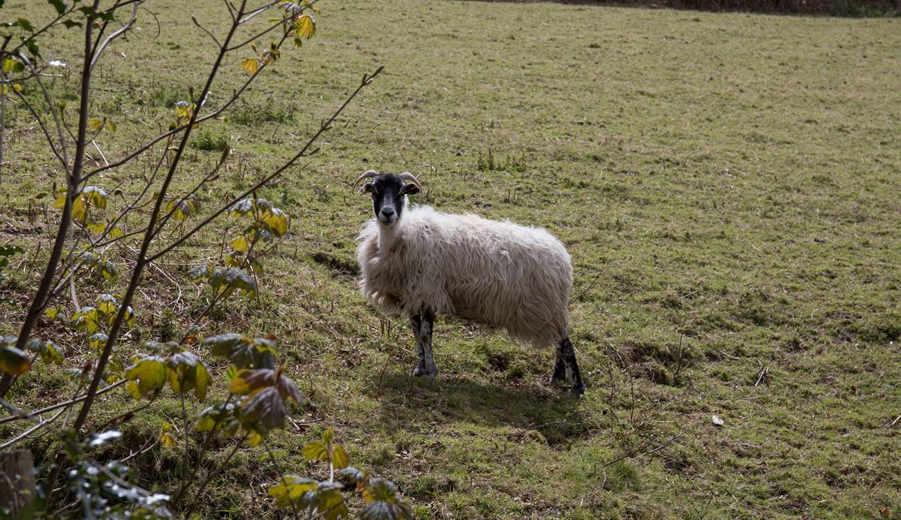 One of your immediate neighbours, please ensure your dog is always on a lead around  livestock.