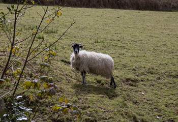 One of your immediate neighbours, please ensure your dog is always on a lead around  livestock.