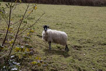One of your immediate neighbours, please ensure your dog is always on a lead around livestock.