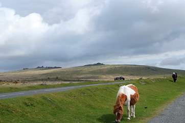Get out and about and experience the beauty of Dartmoor.