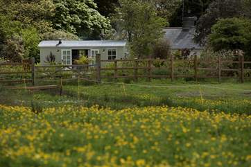 Looking across from the meadow. You can just see the owners home behind the Shepherd's Hut but you are totally private.