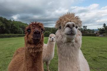 Alpaca faces!