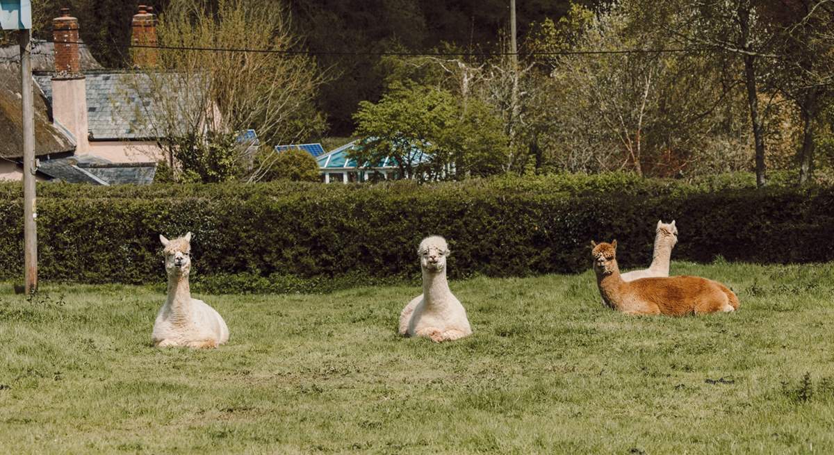 Say hello to your friendly neighbours! Please keep your four-legged friend(s) on a lead around animals and livestock.