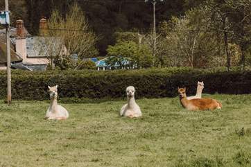 Say hello to your friendly neighbours! Please keep your four-legged friend(s) on a lead around animals and livestock.