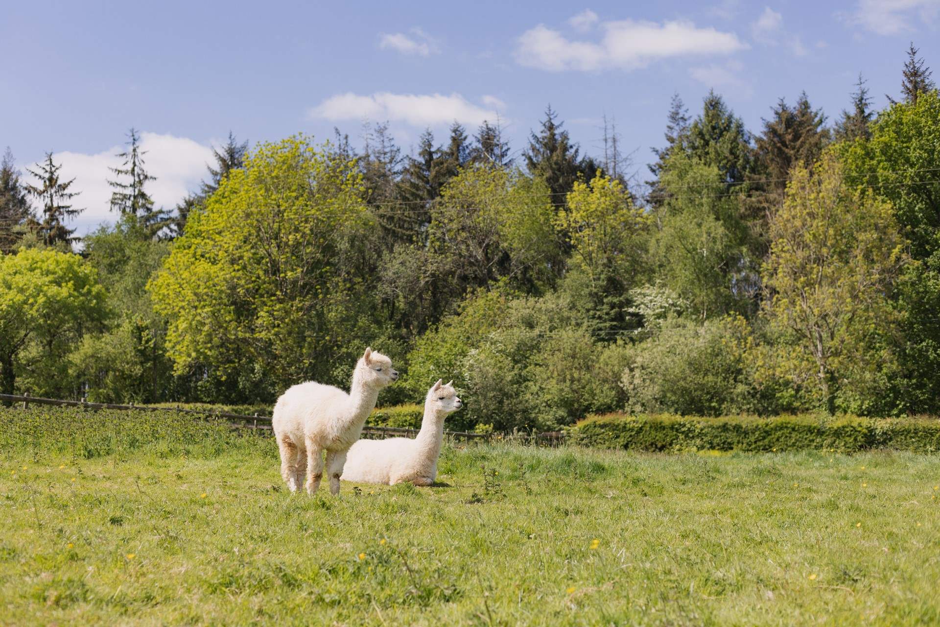 Say hello to your friendly neighbours! Please keep your four-legged friend(s) on a lead around animals and livestock.