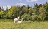 Say hello to your friendly neighbours! Please keep your four-legged friend(s) on a lead around animals and livestock. - Thumbnail Image