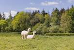 Say hello to your friendly neighbours! Please keep your four-legged friend(s) on a lead around animals and livestock.