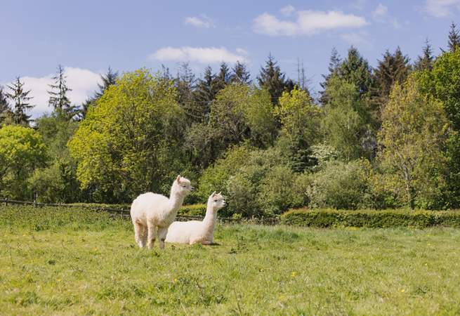 Say hello to your friendly neighbours! Please keep your four-legged friend(s) on a lead around animals and livestock.