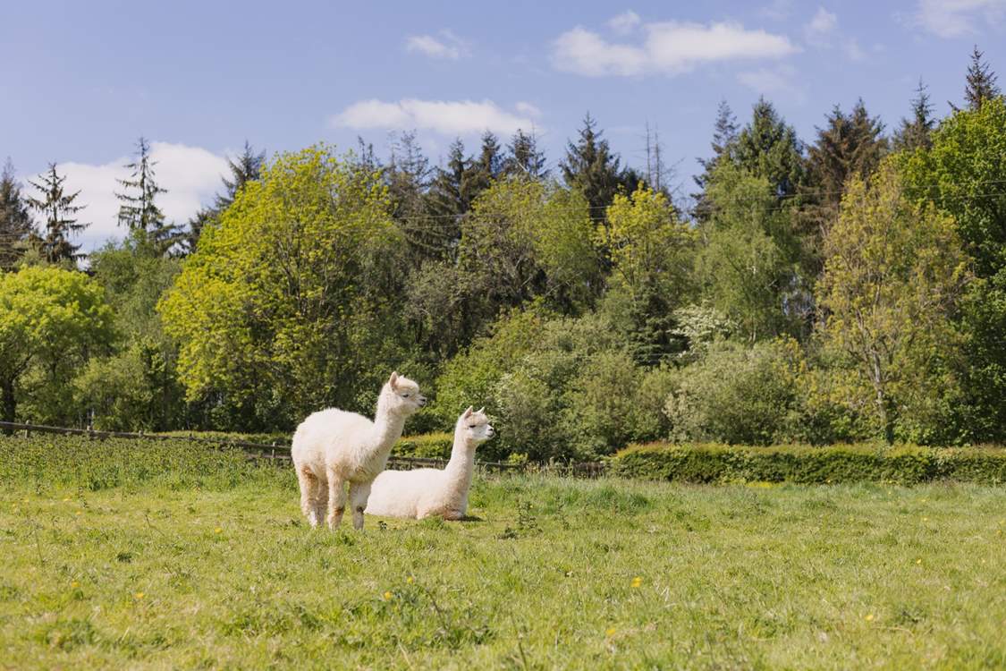 Say hello to your friendly neighbours! Please keep your four-legged friend(s) on a lead around animals and livestock.