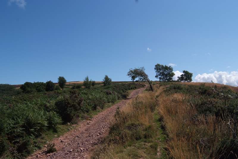 The hills are criss-crossed with ancient pathways such as the Coleridge Way.