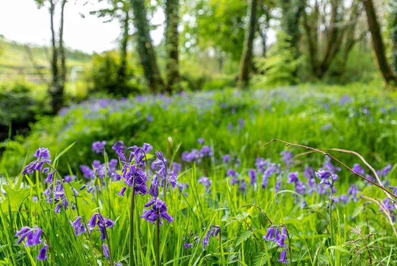 The bluebells are magnificent in spring.