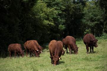 The Ruby Red Devon cows may sometimes be grazing in the field in front and are farmed on the land. A truly beautiful sight.
